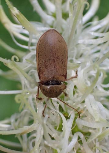 Dascillus cervinus
